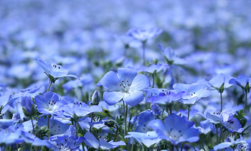 Обои цветы, лепестки, поляна, голубые, красиво, flowers, petals, glade, blue, beautiful разрешение 3456x2304 Загрузить