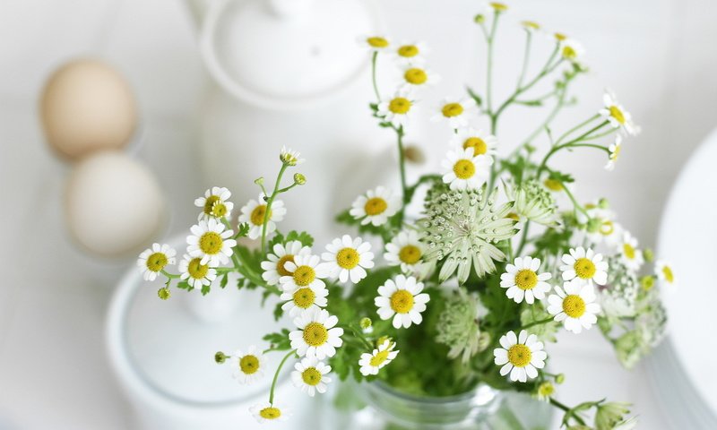 Обои ромашки, полевые, светлый фон, chamomile, field, light background разрешение 1920x1200 Загрузить