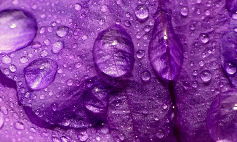 Обои макро, цветок, капли, фиолетовый, лепесток, macro, flower, drops, purple, petal разрешение 2560x1920 Загрузить