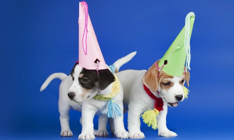 Обои щенки, праздник, синий фон, собаки, колпаки, puppies, holiday, blue background, dogs, caps разрешение 2560x1600 Загрузить