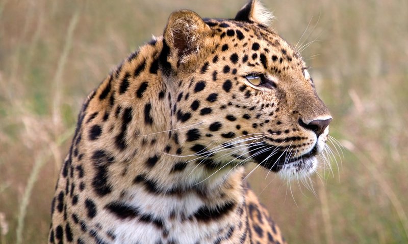 Обои глаза, морда, леопард, хищник, большая кошка, eyes, face, leopard, predator, big cat разрешение 2000x1333 Загрузить