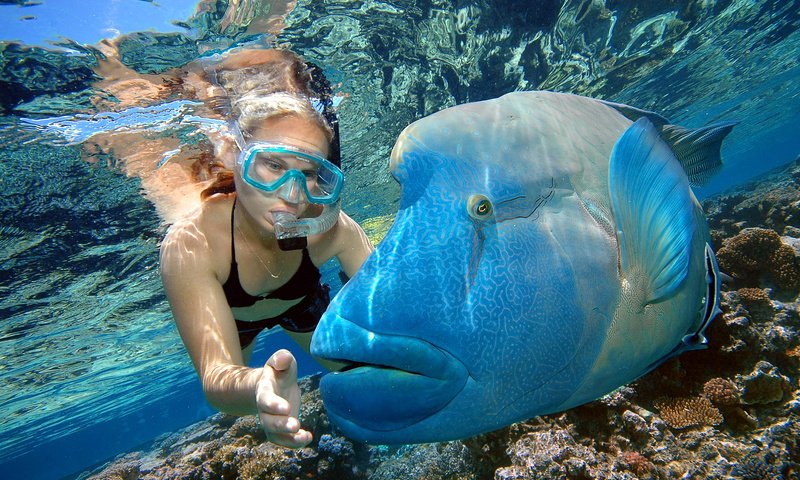 Обои рыбы, тропики, мальдивы, дайвинг, fish, tropics, the maldives, diving разрешение 2240x1488 Загрузить