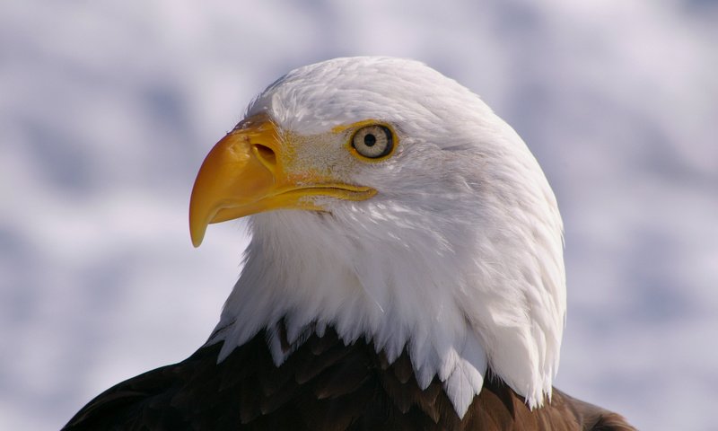 Обои взгляд, профиль, птица, клюв, белоголовый орлан, птаха, look, profile, bird, beak, bald eagle разрешение 3008x2000 Загрузить