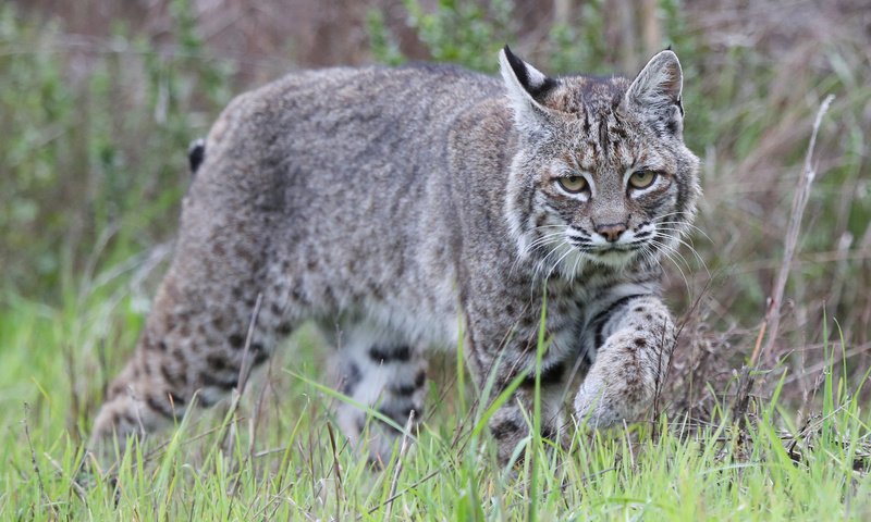 Обои трава, рысь, животные, хищник, дикая кошка, grass, lynx, animals, predator, wild cat разрешение 2048x1365 Загрузить