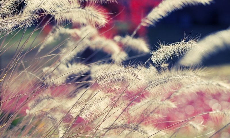 Обои трава, природа, растения, колоски, стебли, ветер, grass, nature, plants, spikelets, stems, the wind разрешение 2560x1600 Загрузить