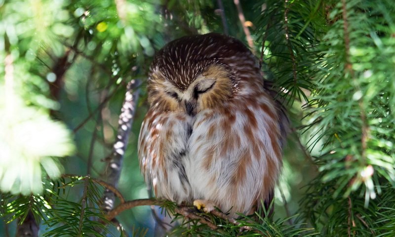 Обои сова, природа, дерево, птица, owl, nature, tree, bird разрешение 1920x1200 Загрузить