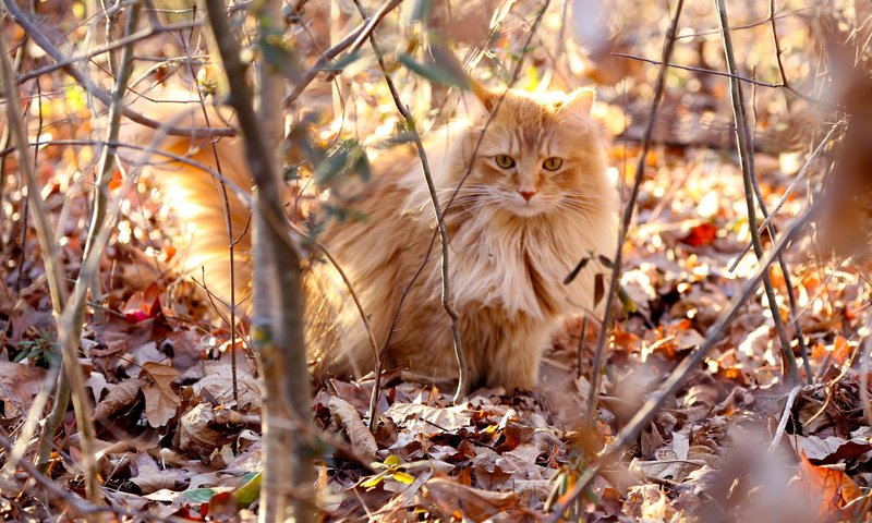 Обои листья, кот, ветки, кошка, осень, пушистый, рыжий, сухие, leaves, cat, branches, autumn, fluffy, red, dry разрешение 2048x1365 Загрузить