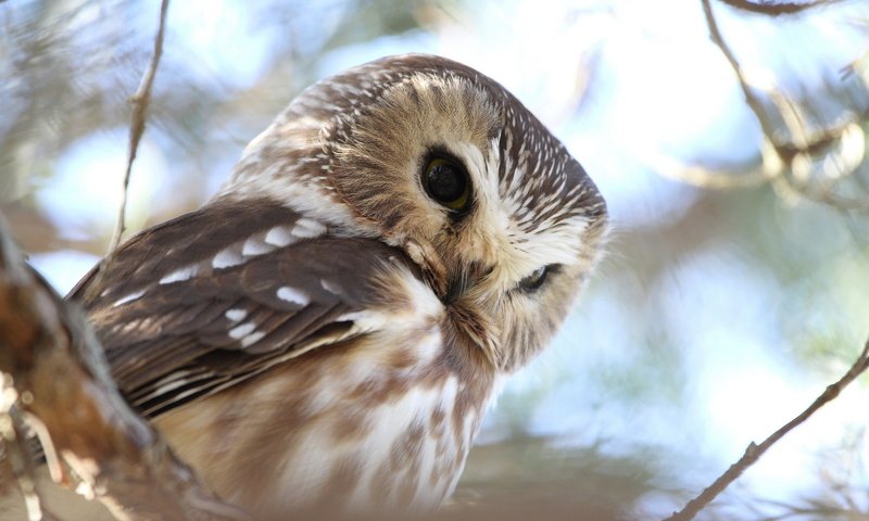 Обои сова, природа, лес, ветви, птица, воробьиный сыч, owl, nature, forest, branch, bird, pygmy owl разрешение 1920x1200 Загрузить