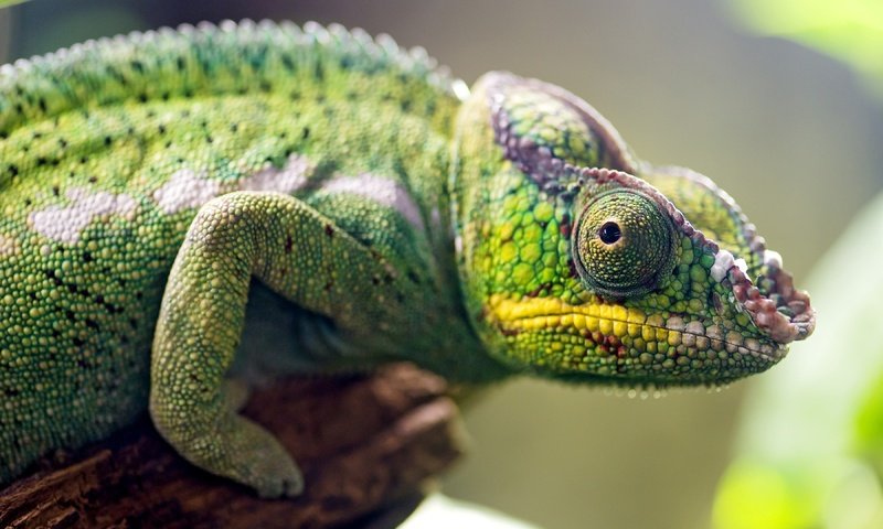 Обои ящерица, хамелеон, рептилия, пресмыкающиеся, lizard, chameleon, reptile, reptiles разрешение 3600x2375 Загрузить
