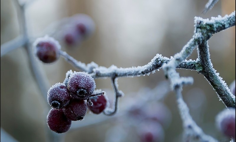 Обои ветка, природа, зима, макро, иней, холод, ягоды, branch, nature, winter, macro, frost, cold, berries разрешение 1920x1200 Загрузить