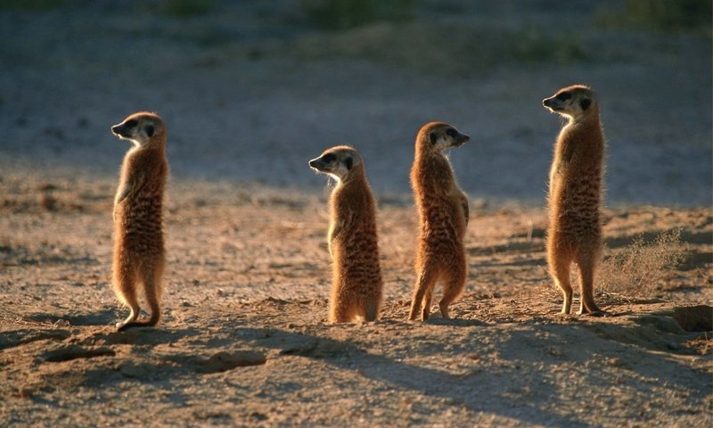 Обои животные, пустыня, сурикаты, семейка, караул, animals, desert, meerkats, family, guard разрешение 1920x1200 Загрузить