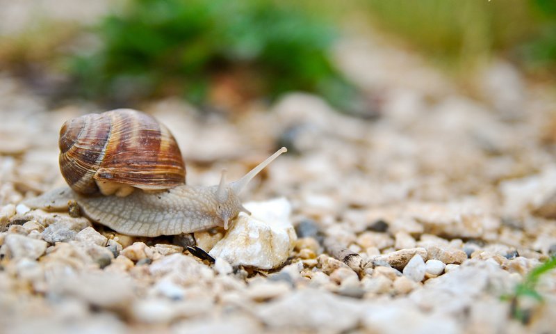 Обои камни, животные, улитка, рожки, раковина, брюхоногие моллюски, stones, animals, snail, horns, sink, gastropods разрешение 2048x1371 Загрузить