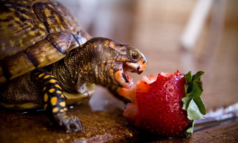 Обои животные, клубника, черепаха, панцирь, обед, рептилия, animals, strawberry, turtle, shell, lunch, reptile разрешение 1920x1200 Загрузить