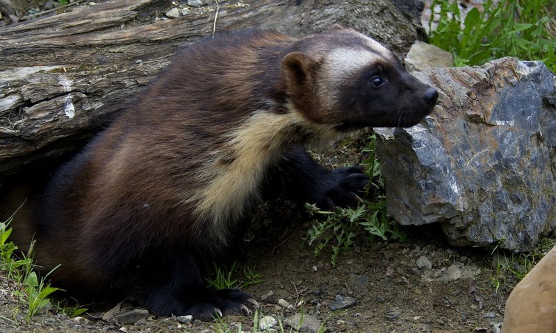 Обои трава, природа, животные, росомаха, росомаха.камни, grass, nature, animals, wolverine, wolverine.stones разрешение 1920x1200 Загрузить