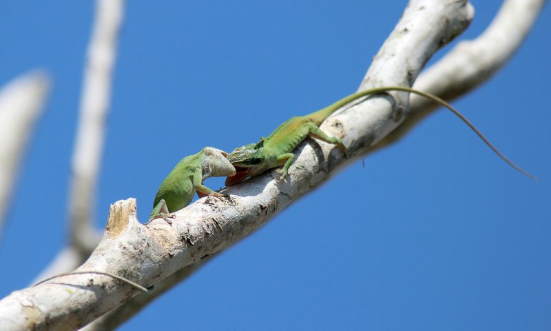 Обои небо, ветка, животные, ящерицы, зеленый анолис, green anole, the sky, branch, animals, lizards, green anolis разрешение 2048x1291 Загрузить