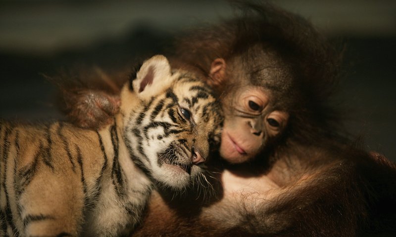 Обои тигренок, обезьяна, друзья, орангутанг, шимпанзе, tiger, monkey, friends, orangutan, chimpanzees разрешение 3000x2000 Загрузить