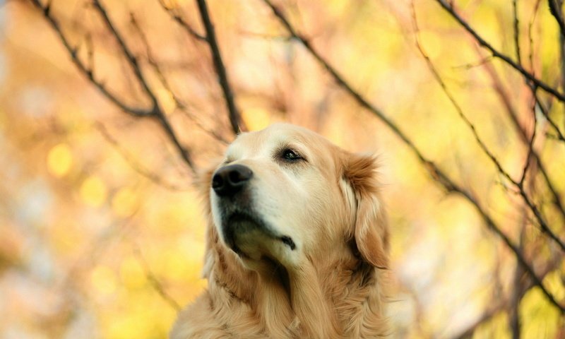 Обои взгляд, осень, собака, золотистый ретривер, look, autumn, dog, golden retriever разрешение 1920x1280 Загрузить