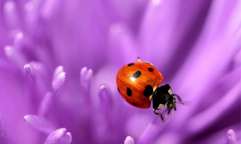 Обои природа, макро, цветок, фиолетовый, насекомые, божья коровка, nature, macro, flower, purple, insects, ladybug разрешение 2560x1600 Загрузить