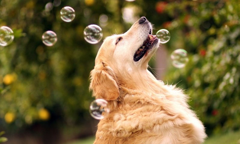 Обои природа, собака, мыльные пузыри, золотистый ретривер, nature, dog, bubbles, golden retriever разрешение 1920x1200 Загрузить