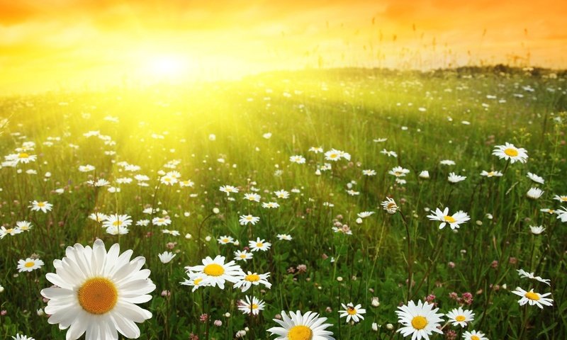 Обои цветы, восход, солнце, поле, ромашки, солнечный свет, flowers, sunrise, the sun, field, chamomile, sunlight разрешение 2560x1440 Загрузить