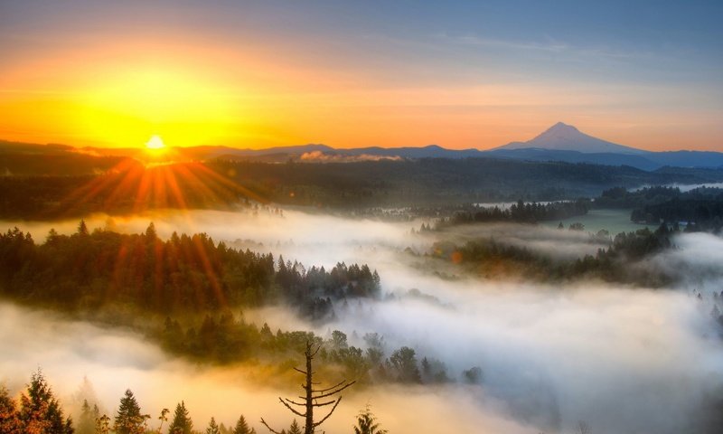 Обои солнце, лес, туман, the sun, forest, fog разрешение 2560x1440 Загрузить