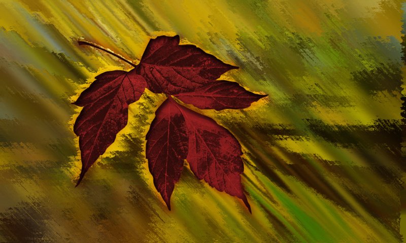 Обои кленовый лист, осенний цвет, maple leaf, autumn color разрешение 2560x1600 Загрузить