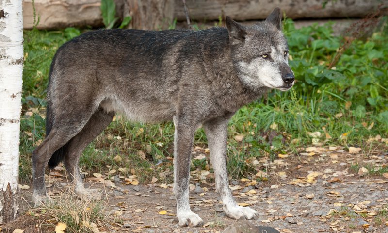 Обои трава, листья, взгляд, хищник, волк, grass, leaves, look, predator, wolf разрешение 3888x2592 Загрузить