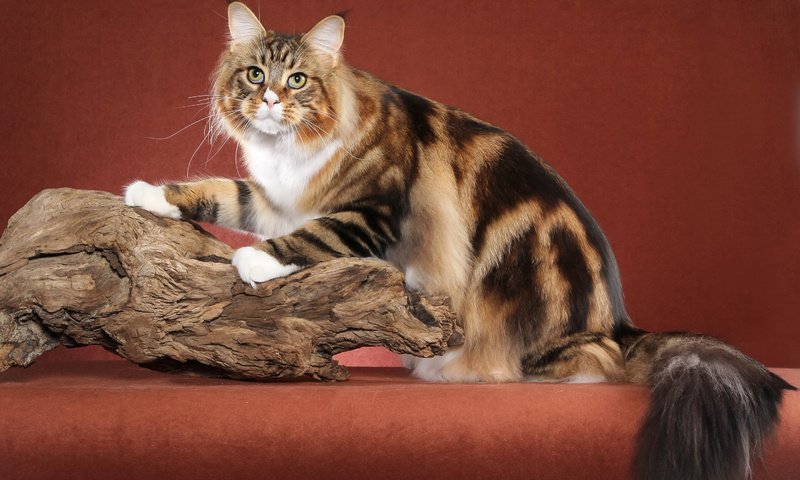 Обои кот, кошка, пушистый, красивый, мейн кун, cat, fluffy, beautiful, maine coon разрешение 2880x1800 Загрузить