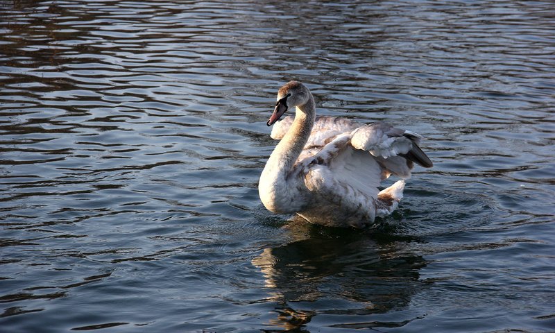 Обои вода, отражение, птица, клюв, перья, лебедь, water, reflection, bird, beak, feathers, swan разрешение 2560x1600 Загрузить