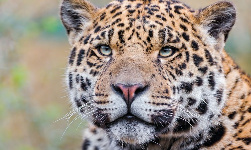 Обои морда, взгляд, леопард, хищник, ягуар, ягуа́р, face, look, leopard, predator, jaguar разрешение 2560x1600 Загрузить