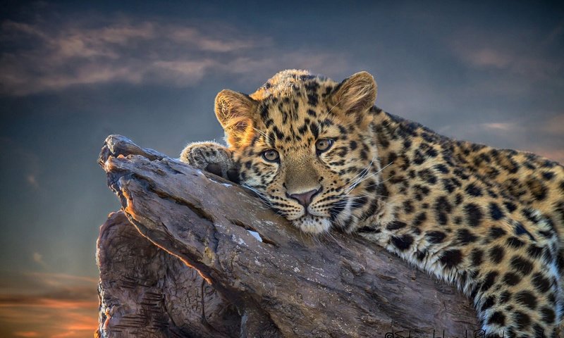 Обои дерево, кошка, взгляд, леопард, хищник, отдых, tree, cat, look, leopard, predator, stay разрешение 1920x1200 Загрузить