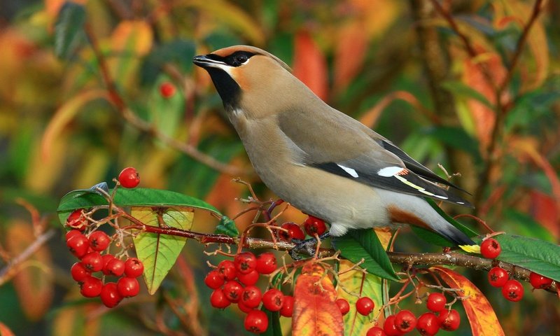 Обои ветка, птицы, ягоды, свиристель, branch, birds, berries, the waxwing разрешение 2048x1366 Загрузить