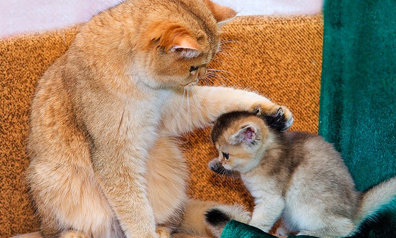 Обои кошка, котёнка, гладит, cat, kitten, stroking разрешение 1920x1486 Загрузить