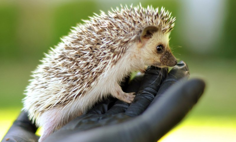 Обои рука, мордочка, ежик, кисть, иголки, еж, hand, muzzle, hedgehog, brush, needles разрешение 1920x1080 Загрузить