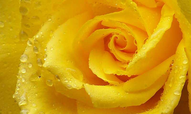 Обои макро, капли, роза, лепестки, желтая роза, macro, drops, rose, petals, yellow rose разрешение 1920x1080 Загрузить