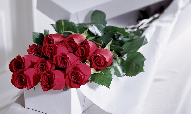 Обои цветы, розы, подарок, flowers, roses, gift разрешение 1920x1080 Загрузить