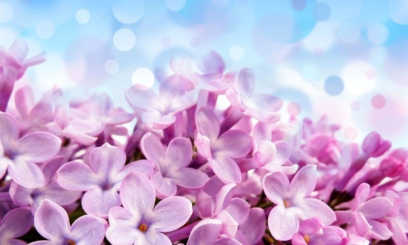 Обои сирень, lilac разрешение 2560x1600 Загрузить