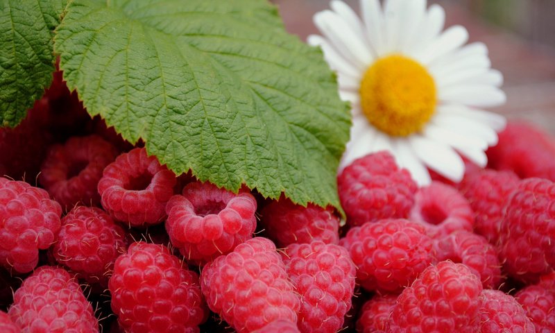 Обои ягоды малины, зеленый листочек и цветок ромашки, спелая малина, raspberries, green leaf and daisy flower, ripe raspberry разрешение 1920x1080 Загрузить