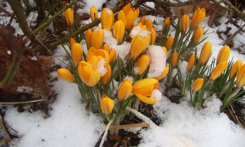 Обои цветы, снег, природа, весна, крокусы, первоцветы, flowers, snow, nature, spring, crocuses, primroses разрешение 1920x1200 Загрузить