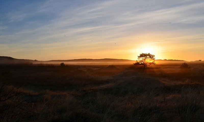 Обои природа, дерево, утро, туман, поле, nature, tree, morning, fog, field разрешение 1920x1200 Загрузить