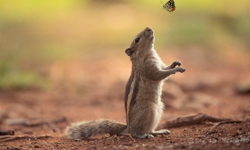 Обои природа, фон, бабочка, бурундук, nature, background, butterfly, chipmunk разрешение 2048x1367 Загрузить