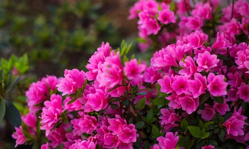 Обои цветение, лепестки, розовый, куст, азалия, рододендрон, flowering, petals, pink, bush, azalea, rhododendron разрешение 1920x1201 Загрузить