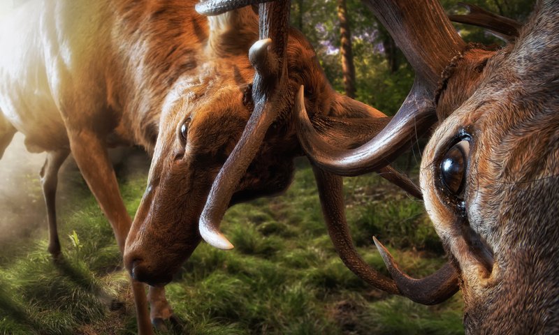 Обои битва, рога, олени, battle, horns, deer разрешение 2000x1335 Загрузить