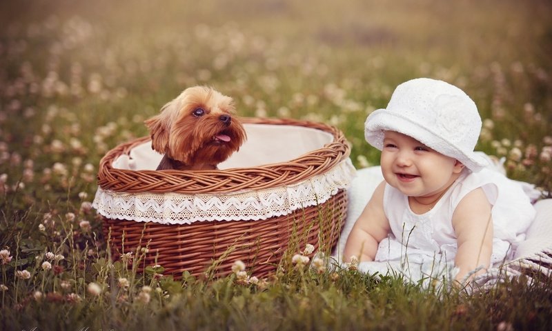 Обои собака, девочка, корзина, ребенок, dog, girl, basket, child разрешение 2000x1306 Загрузить