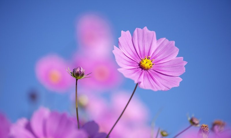 Обои небо, цветы, космея, the sky, flowers, kosmeya разрешение 2048x1363 Загрузить