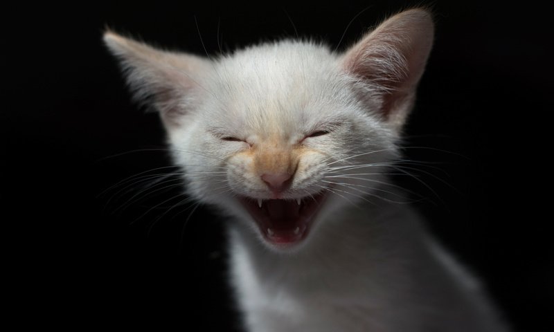 Обои фон, мордочка, котенок, background, muzzle, kitty разрешение 2000x1333 Загрузить