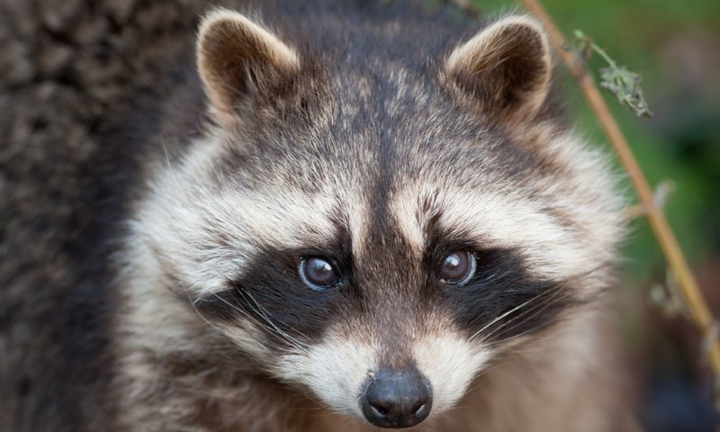 Обои морда, взгляд, енот, face, look, raccoon разрешение 3888x2592 Загрузить