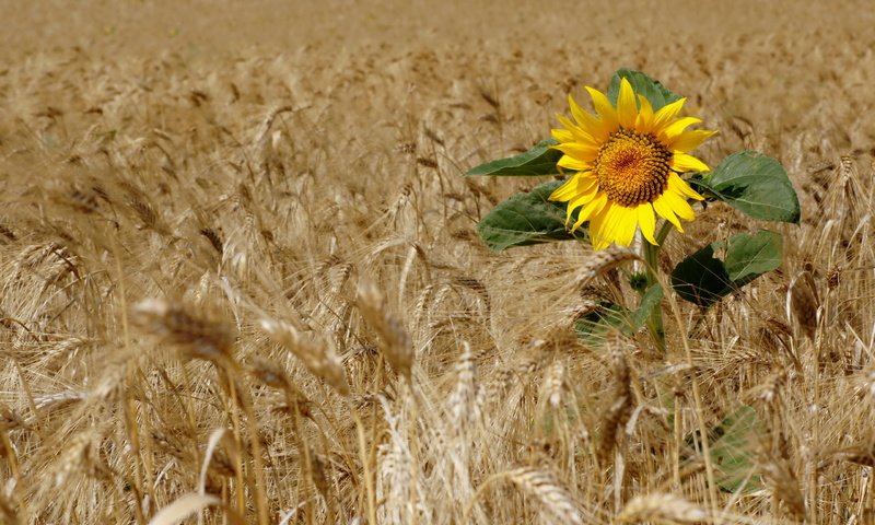 Обои поле, подсолнух, пшеница, field, sunflower, wheat разрешение 2560x1713 Загрузить