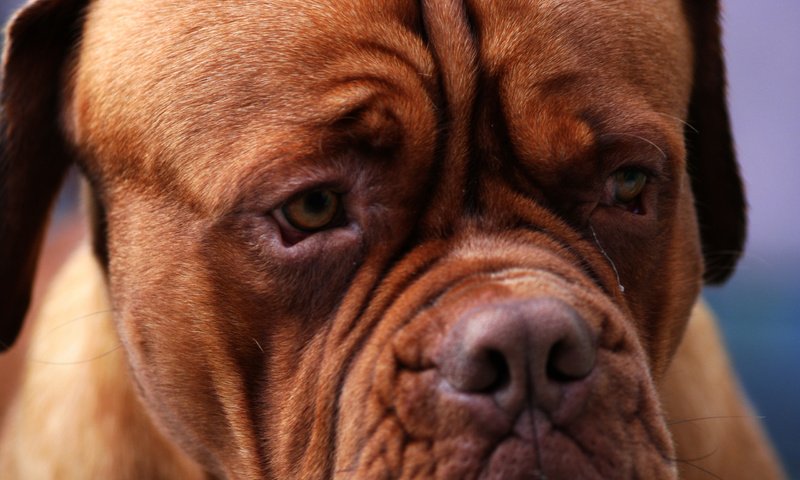 Обои глаза, морда, бордоский дог, eyes, face, dogue de bordeaux разрешение 2560x1600 Загрузить