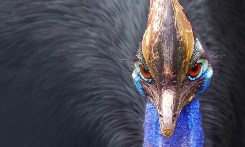 Обои птица, клюв, перья, казуар, bird, beak, feathers, cassowary разрешение 1920x1200 Загрузить